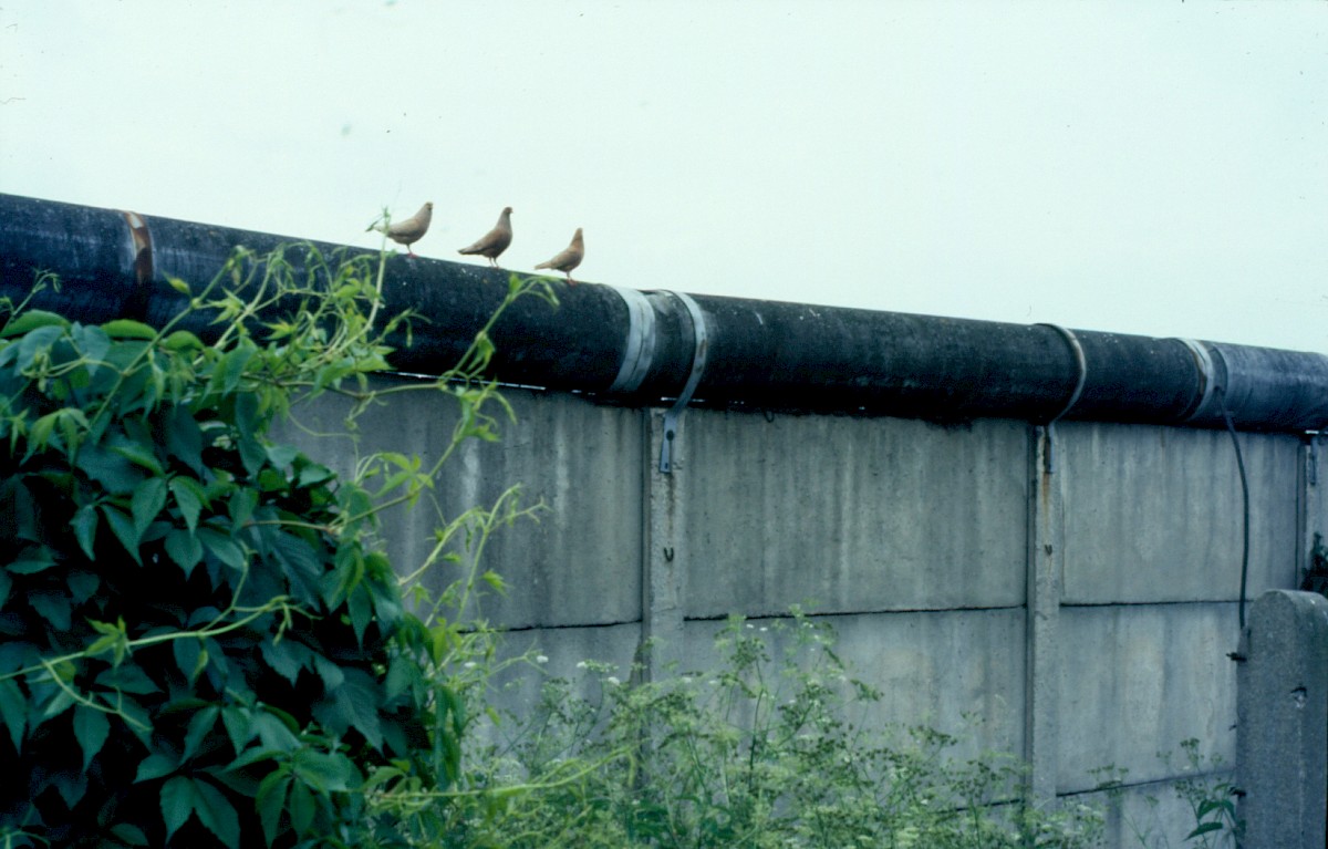 Berlin, 1985 – Tauben auf der Grenzmauer am Tilkeroder Weg (Fotograf: Albrecht Roos)